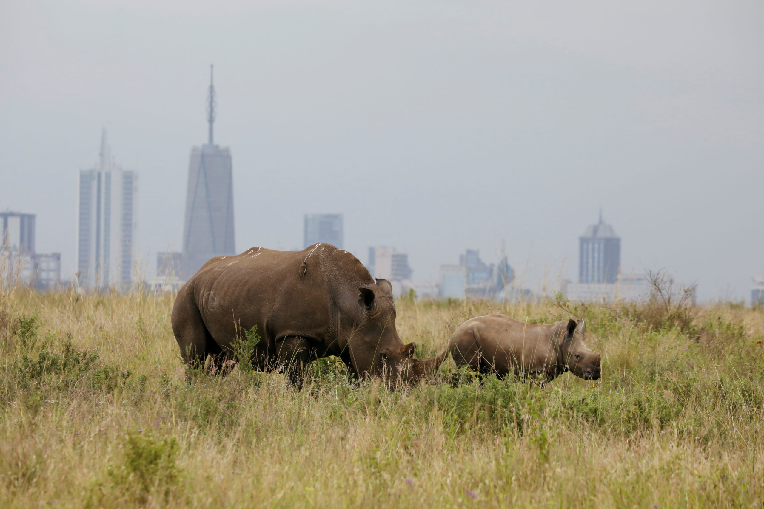 Can biodiversity funds help investors protect wildlife?