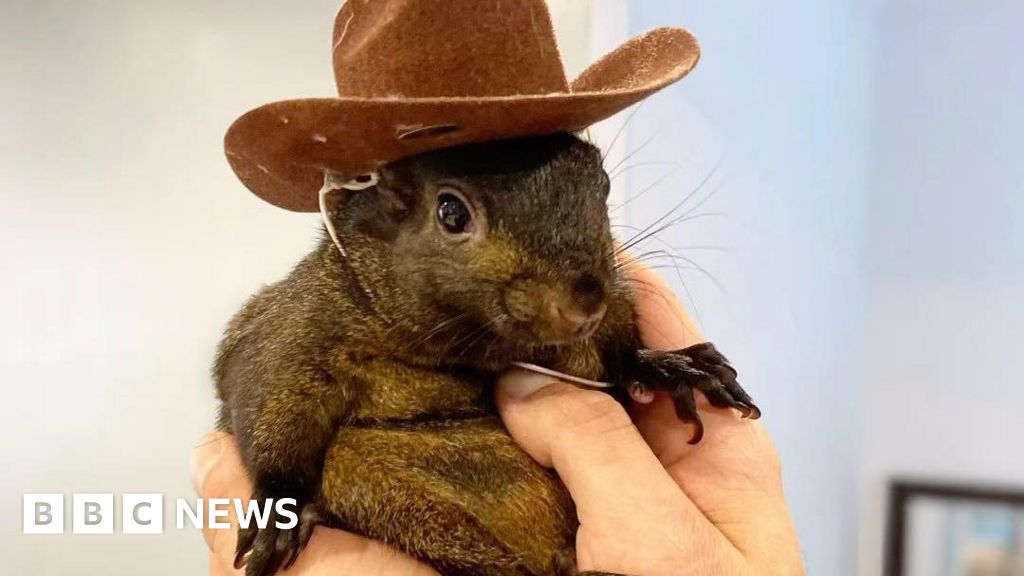 Instagram-famous squirrel seized by US authorities