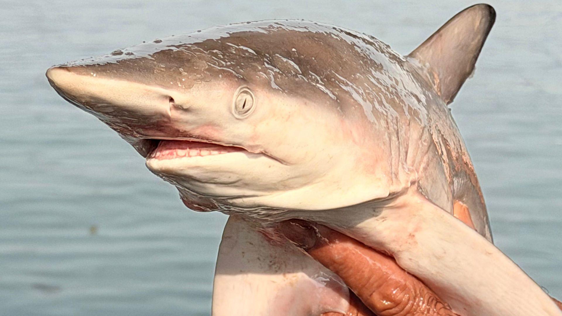 A hand holds up a small grey shark, which has a long pointed snout. The sea can be seen in the background.