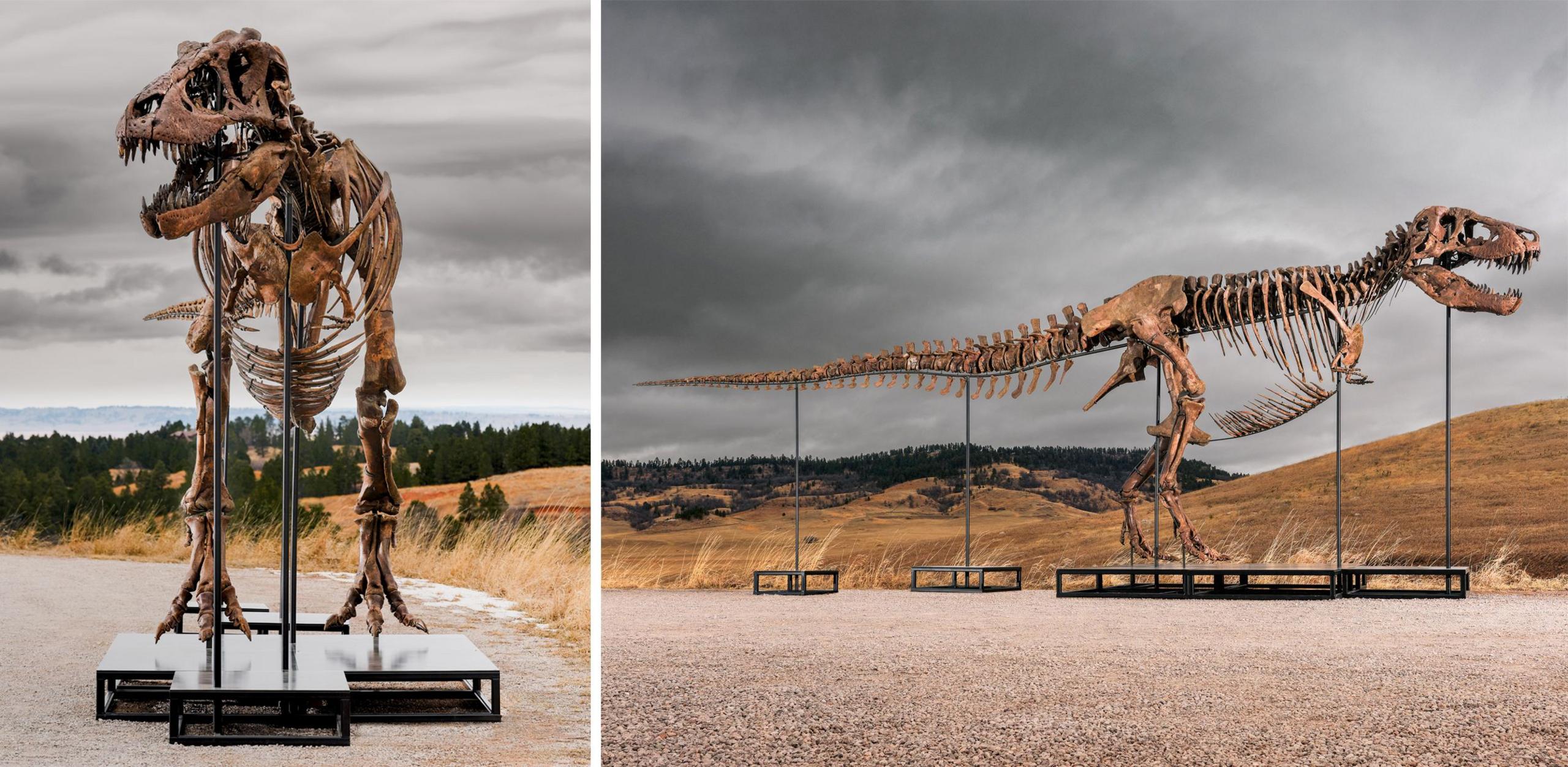 A composite image shows two angles of Gus the T.rex on the plinth in Badlands country. On the left, a front-on view of the head and legs, and on the right, the full profile of the skeleton showing a long tail.