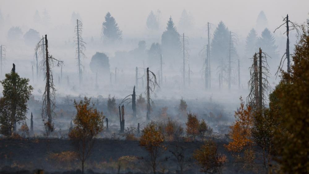 A forest after a fire, with many trees only having their trunks remaining and smoke rising from the ground.