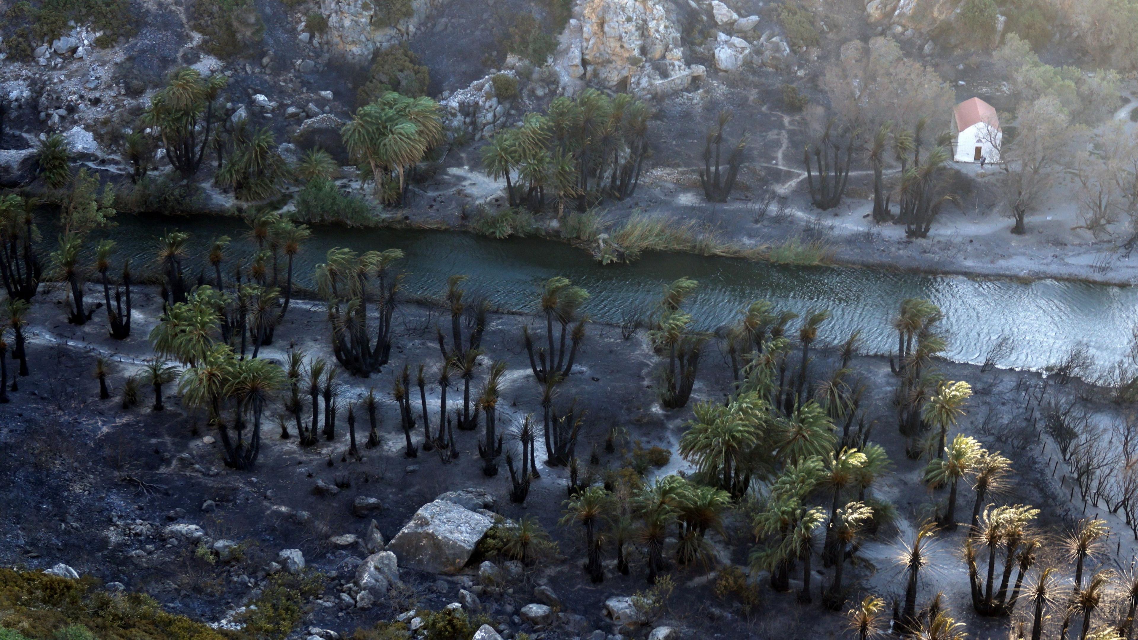 Charred remains of a palm tree farm on the Greek island of Crete