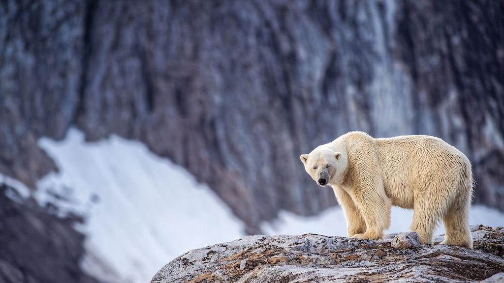 A polar bear in Svalbard standing on a rock