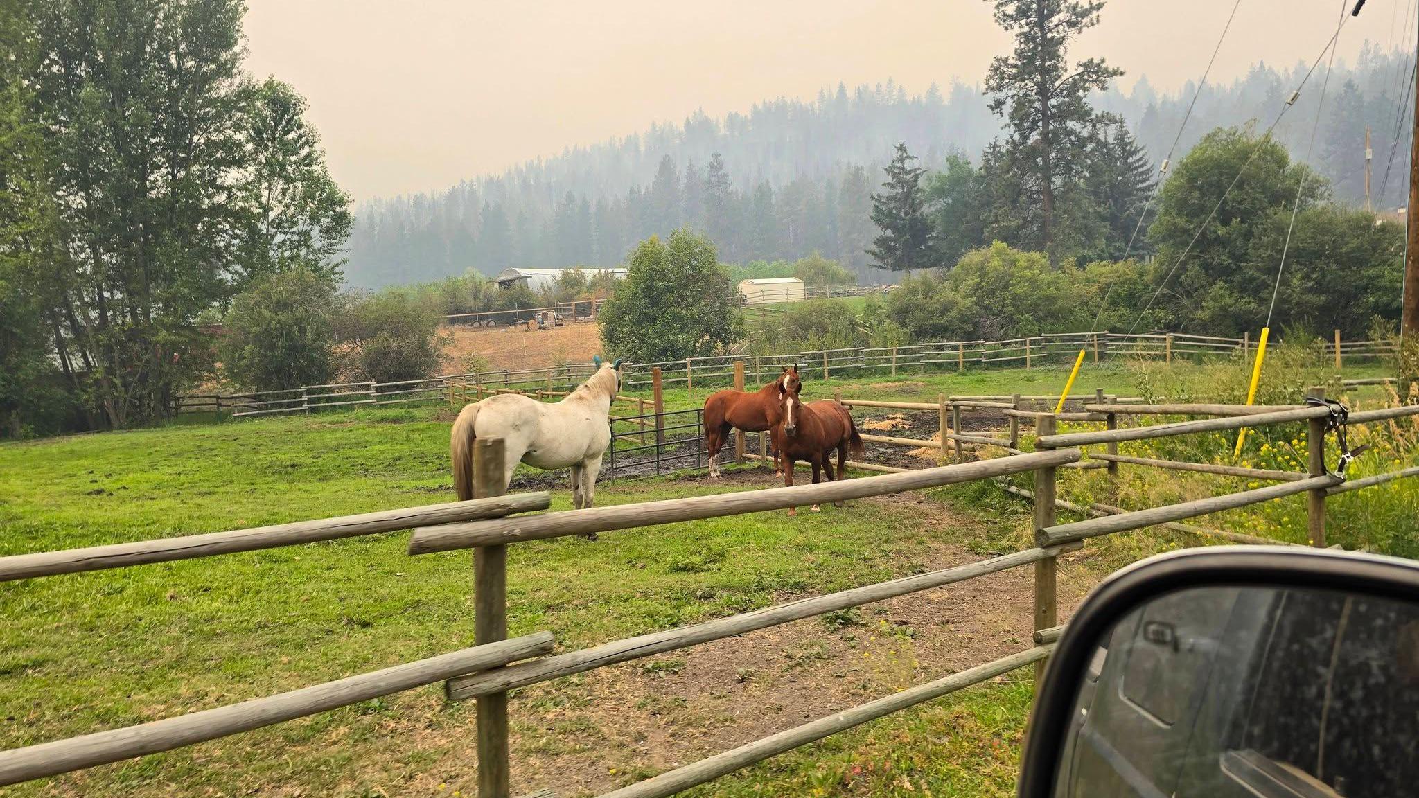 An image showing three horses in a stable - two brown ones and one white one - surrounded by green grass and shrubs. Behind them is a stable and rows of spruce trees lining a large hill in the background. The sky above them is hazy and slightly orange from wildfire smoke.