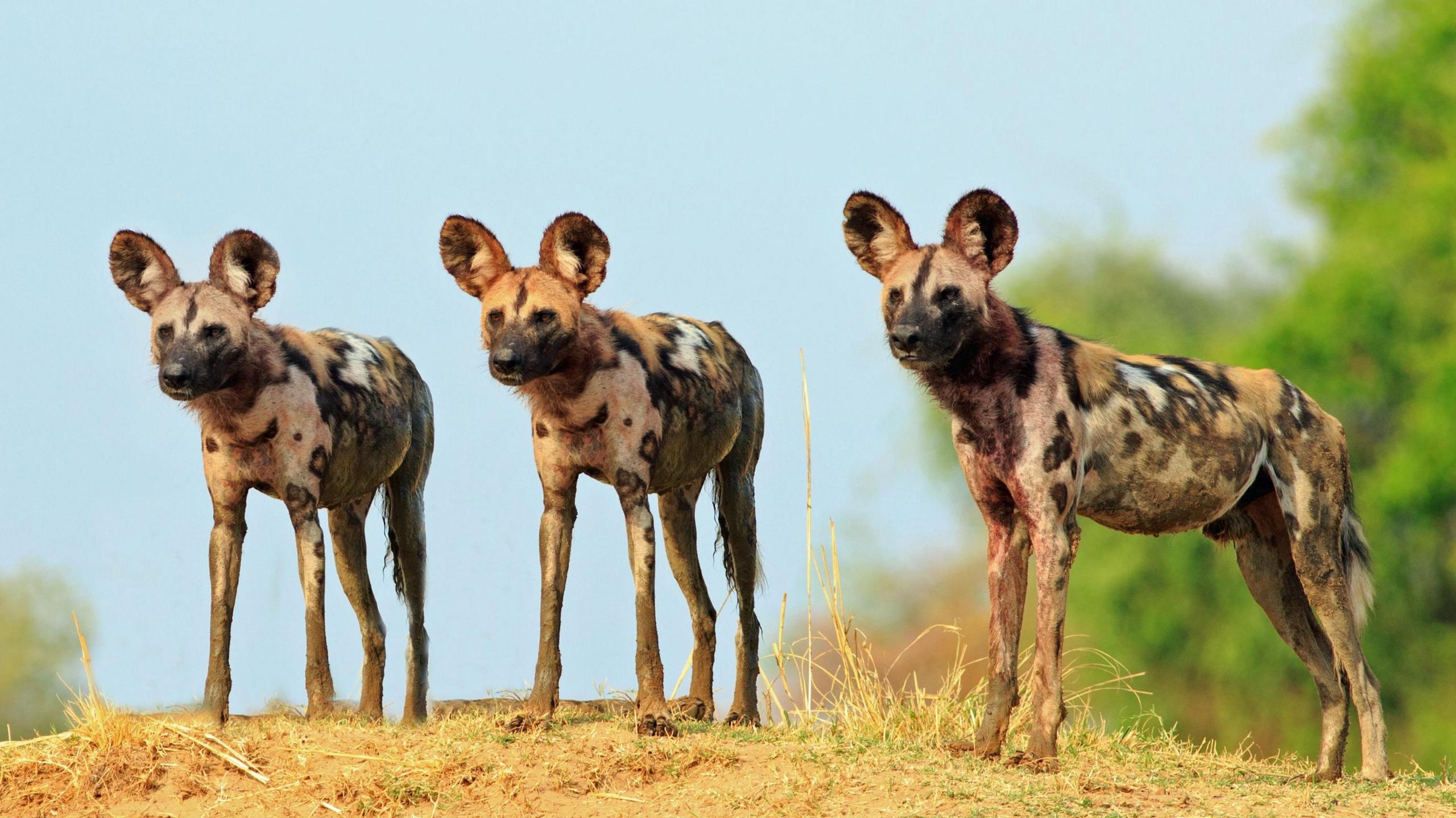 Three African wild dogs with large, round ears and mottled brown, black, and white coats stand on a grassy hilltop against a clear sky.
