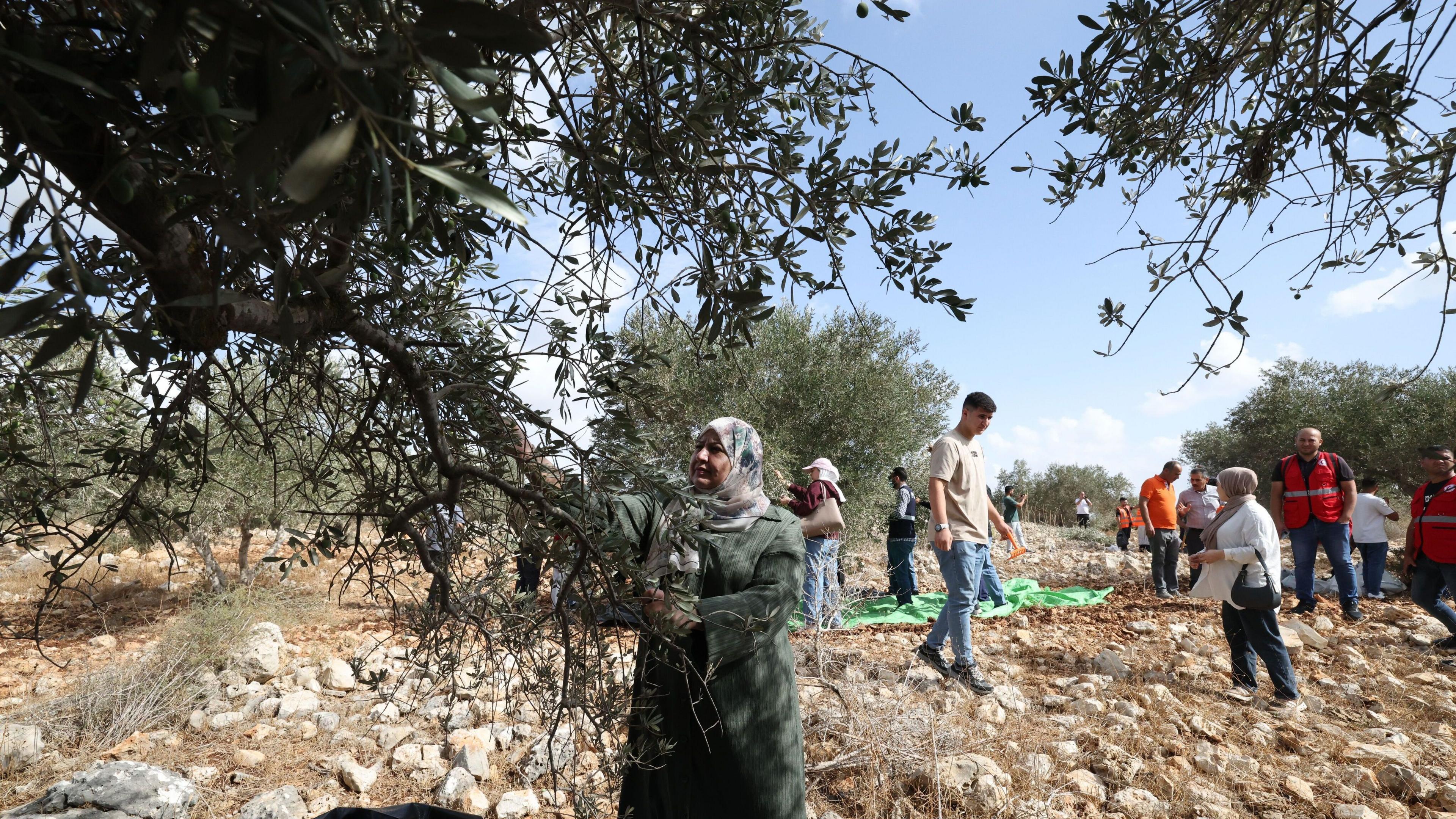 Palestinian volunteers help farmers harvest olives in the West Bank town of Kufr Thulth.